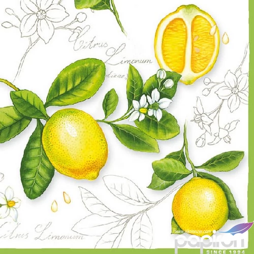 Szalvéta 33x33cm Citrus Limonum 20db-os