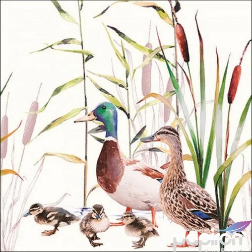 Szalvéta 33x33cm Ducks Couple 20db-os