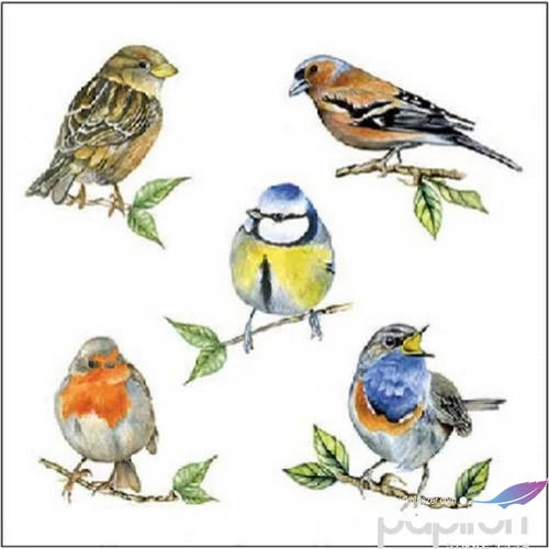 Szalvéta Ambiante Bird species white papírszalvéta 25x25cm,15db-os