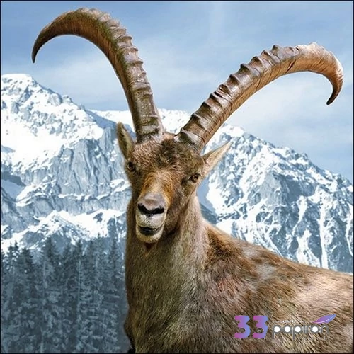 Szalvéta Ambiante Capra Ibex papír papírszalvéta 33x33cm,20db-os