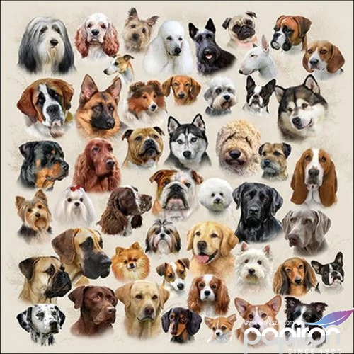 Szalvéta Ambiante Collection of Dogs papír papírszalvéta 33x33cm,20db-os
