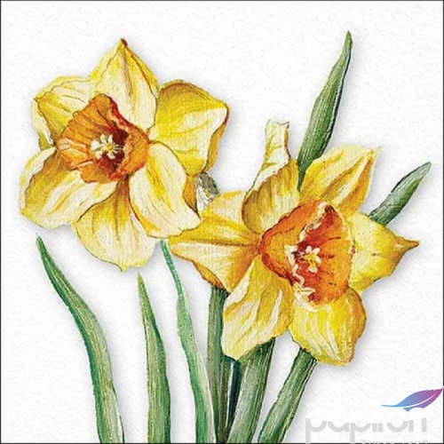 Szalvéta Ambiante Flowering daffodils papír papírszalvéta 33x33cm,20db-os