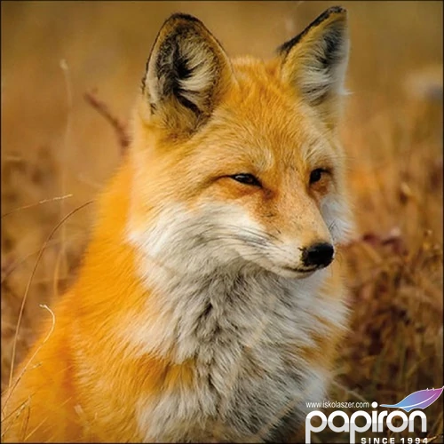 Szalvéta Ambiante Fox papír papírszalvéta 33x33cm,20db-os