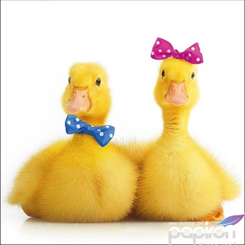 Szalvéta Ambiante Little Ducks papírszalvéta 33x33cm,20db-os
