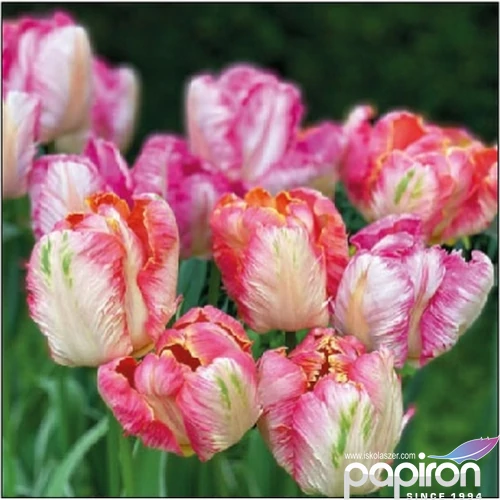 Szalvéta Ambiante Parrot Tulips papírszalvéta 25x25cm,15db-os