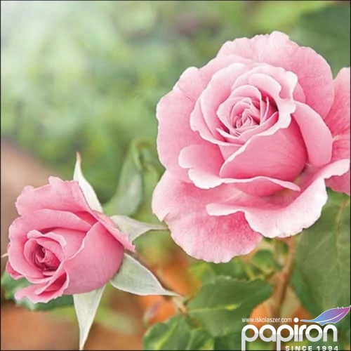 Szalvéta Ambiante Roses in the garden papírszalvéta 33x33cm,20db-os