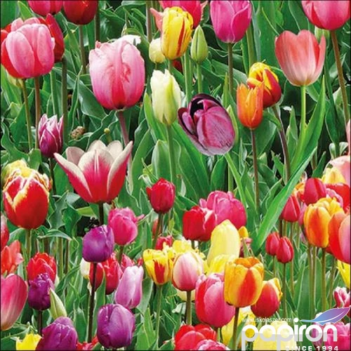 Szalvéta Ambiante Tulips Fiedl papírszalvéta 33x33cm,20db-os