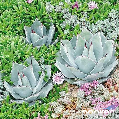 Szalvéta Ambiante Succulent papírszalvéta 33x33cm,20db-os