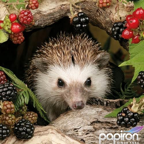 Szalvéta Ambiente Hedgehog 33x33cm 3rétegű 20db/csomag 13308775 szalvéta.