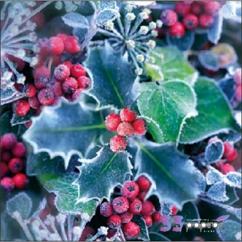 Szalvéta Ambiante karácsonyi Frozen Holly papír papírszalvéta 25x25cm,15db-os