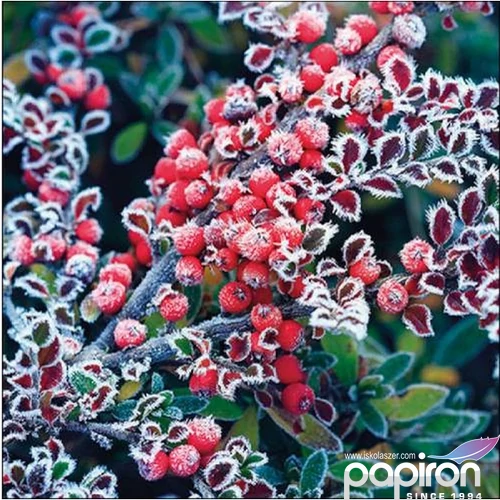 Szalvéta Ambiante Frozen berries papír papírszalvéta 33x33cm,20db-os