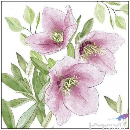Szalvéta Ambiante Classic helleborus papír papírszalvéta 33x33cm,20db-os