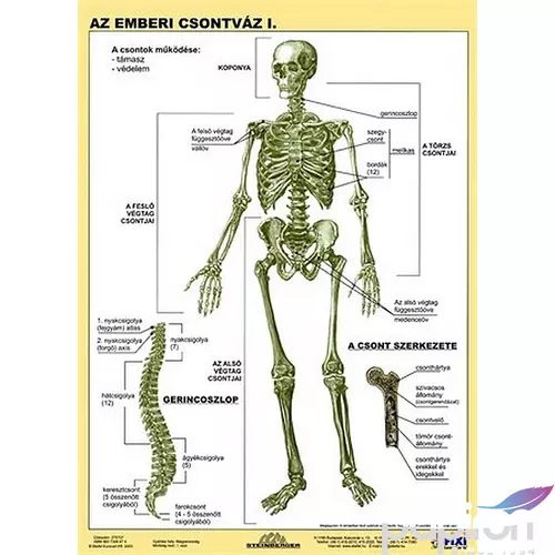Tanulói munkalap Stiefel A/4 / Az emberi csontváz Iskolaszerek Stiefel 275707